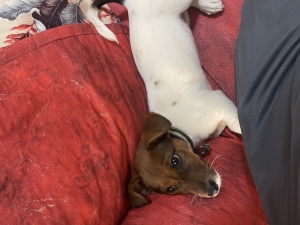 Jack russel