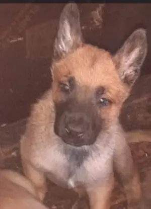 Chiot malinois 2 mois