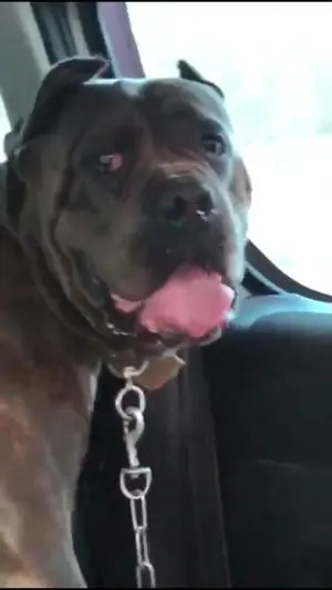 Cane corso