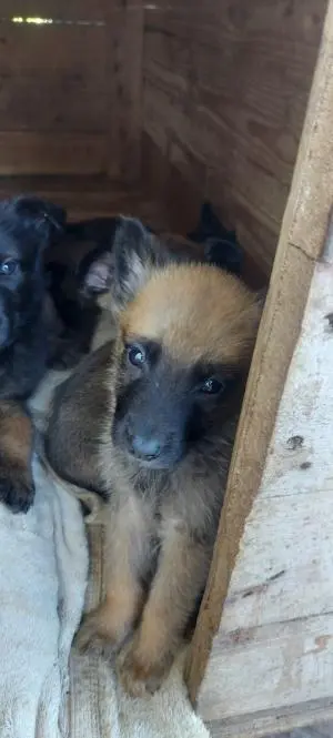 Chiots malinois à vendre pure race