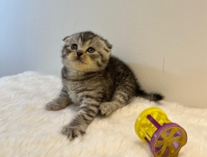 scottish fold