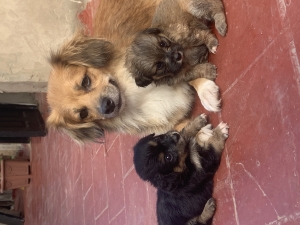 Chiots Pekinois