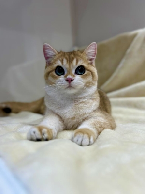 British shorthair golden ny12