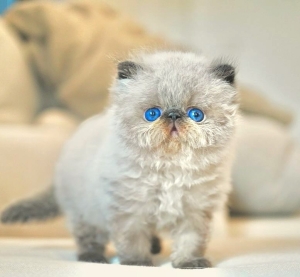 Chat persan