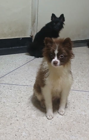 Spitz
