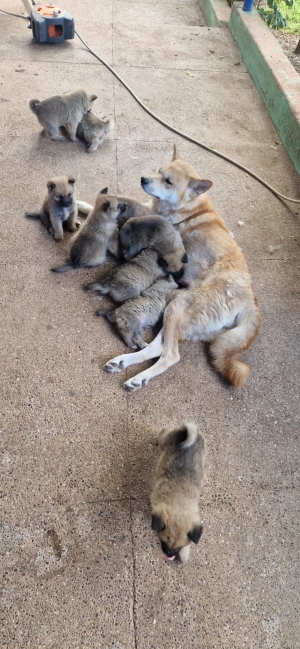 Akita (males et femelles)