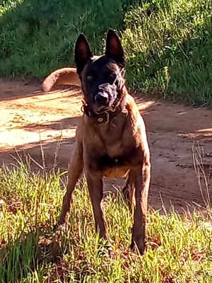 Chien malinois mâle 4 ans