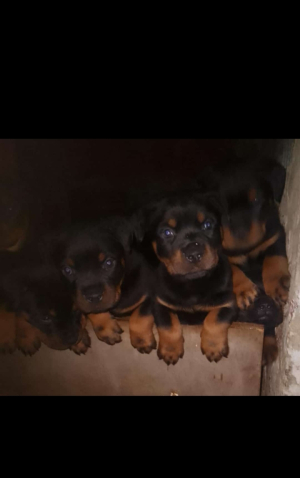 chiot rottweiler