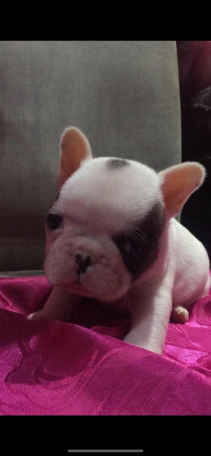 bulldog francais
