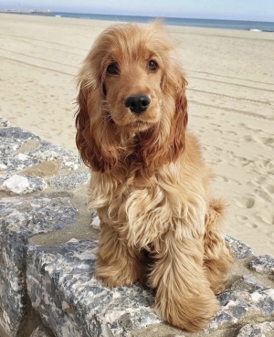 Chiots cocker spaniel