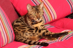 Bengal