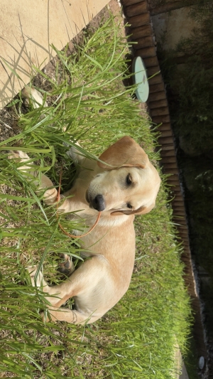 Labrador