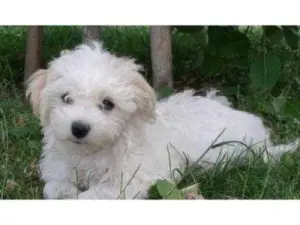 Bichon maltais