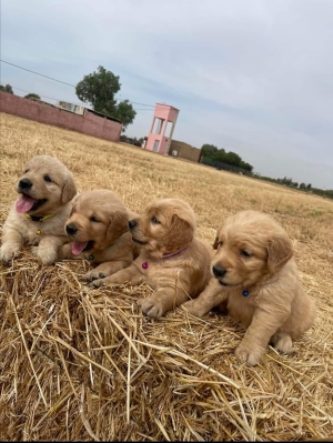Golden retriever