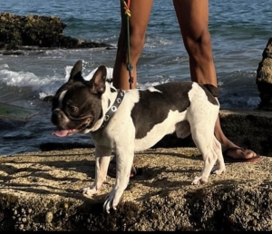 Bulldog français