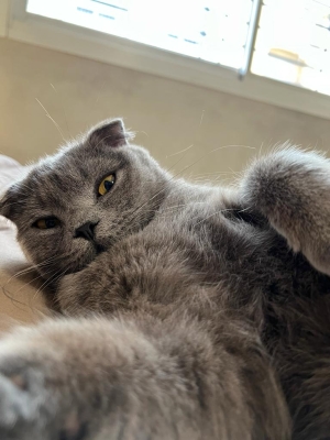 Scottish Fold Bleu 2 ans et demi