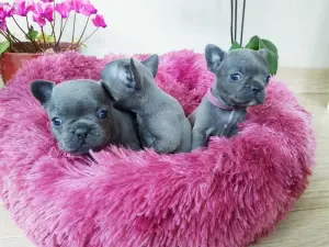 French Bulldog Puppies