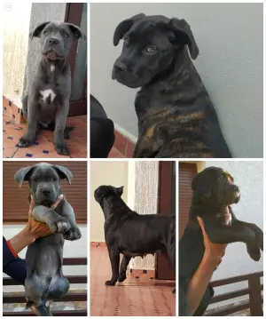 Chiot cane corso