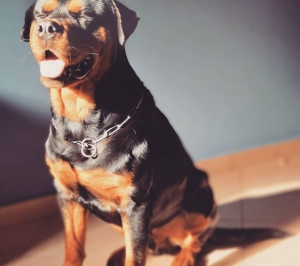 Rottweiler à vendre