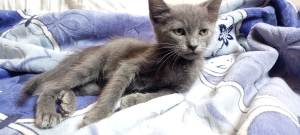 Bleu russe
