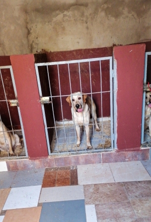 Mâle reproducteur Labrador