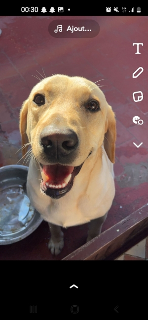 Labrador retriever