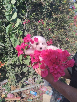 Bichon maltais