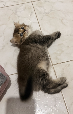 British longhair femelle