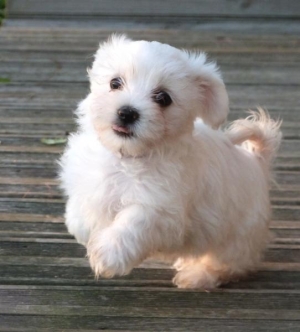 Bichon maltais