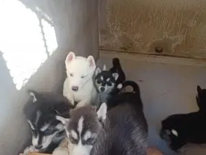 Chiots Husky