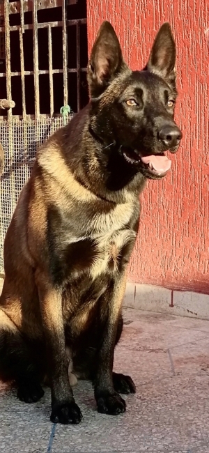 Vente malinois