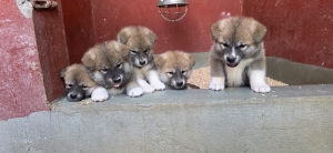 AKITA INU ROUX PEDIGREE