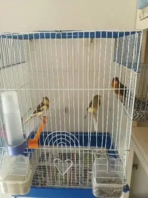 Coupla canary