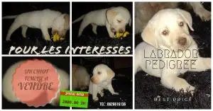 labrador pedigree