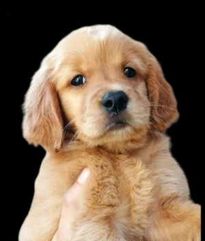 Disponible chiot golden retriever pur rac
