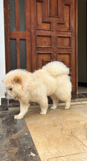 Vente de chow chow, femelle 8 mois