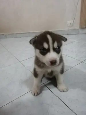 Chiot husky