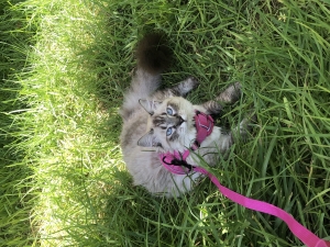 Chat Sibérien à Adopter (Femelle Vaccinée et Stérilisée)