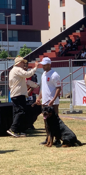 ROTTWEILER PEDIGREE