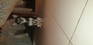 Chihuahua