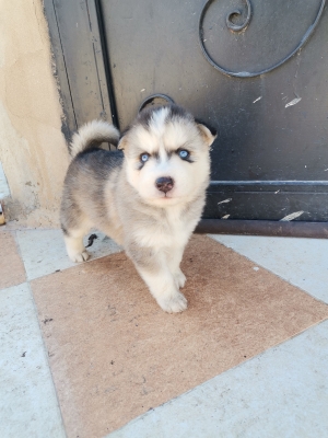 Chiots husky