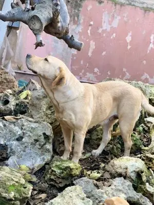 labrador