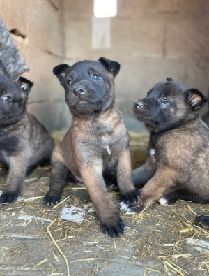 Berger Belge Malinois