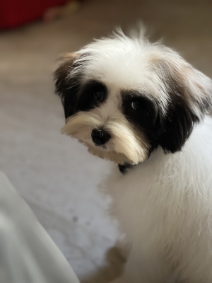 Bichon