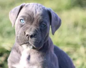 Cane corso