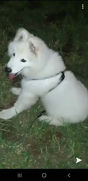 Chien Alashkan Malamute à vendre