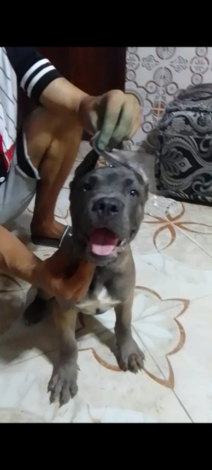 Cane corso pidicri grand gabarit