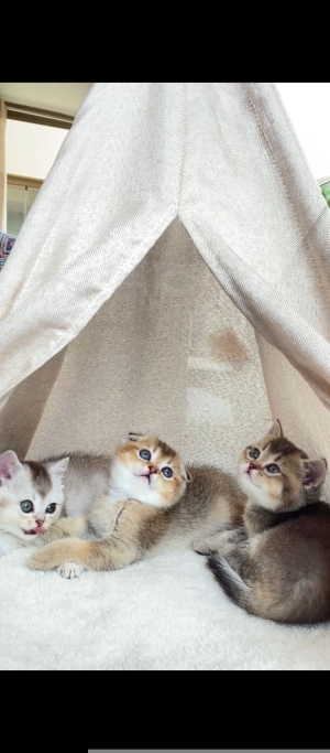Scottish fold /straight golden shaded