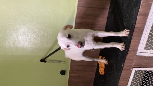 Labrador retreiver