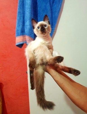 Chaton femelle siamois très intelligente.